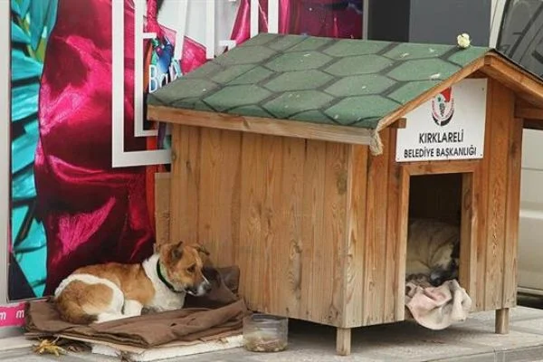 Hayvan sever vatandaş, montunu sokak köpeğiyle paylaştı