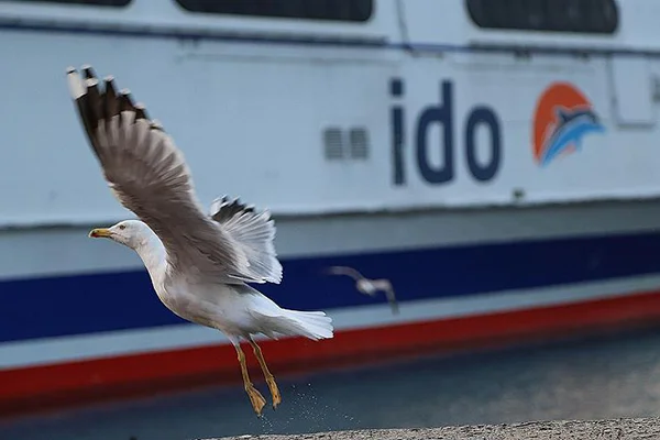 İDO ve BUDO'dan sefer iptalleri
