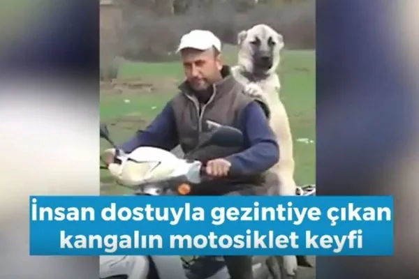 Kangal'ın motosiklet keyfi