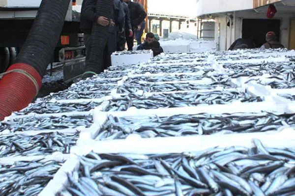 Karadeniz'de hamsi bereketi