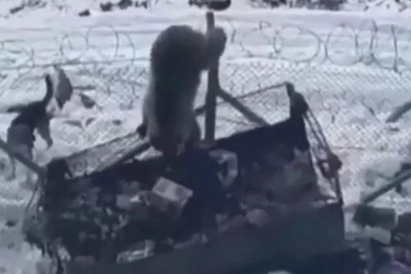 Kato Dağı'nda aç kalan ayı, askeri üs bölgesine girdi