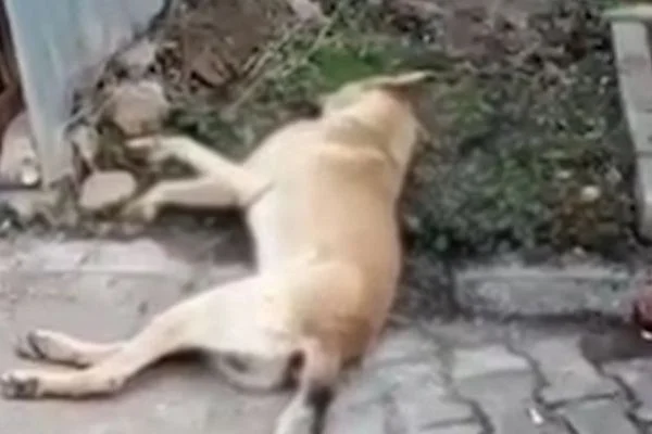 Kırıkkale'de köpeklerin zehirli iğne ile katledildiği iddiası