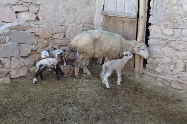 Konya'da bir koyun tek batında 5 kuzu yavruladı