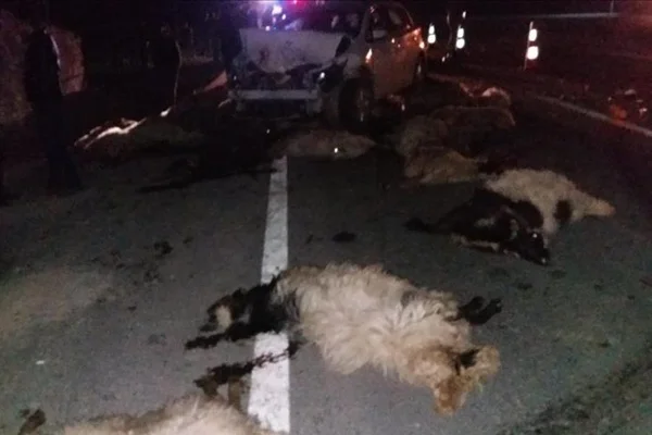 Otomobilin çarptığı sürüde 41 koyun telef oldu