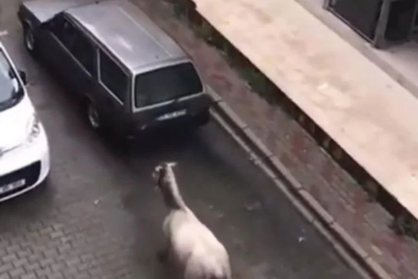 Otomobilinin arkasına atı bağlayan sürücüye 102 TL ceza