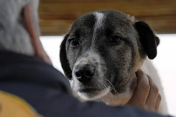 Rusya'da bir Hachiko öyküsü: -30 derecede 6 ay sahibini bekledi