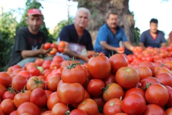 Rusya, Türkiye'den domates ithalatını 2 kat artırıyor
