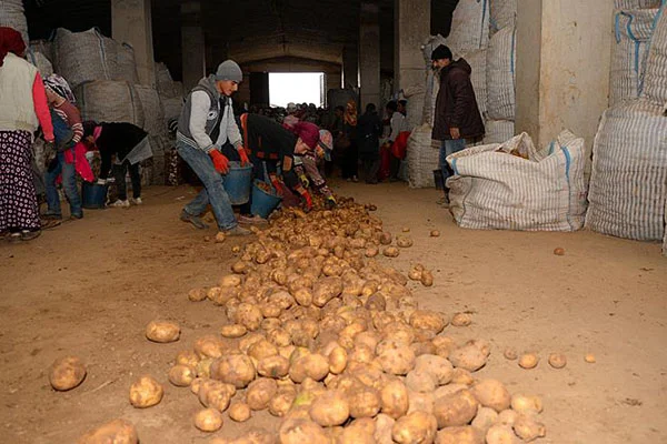 Sertifikalı Ahlat patatesi tohumları yurt dışı pazarında