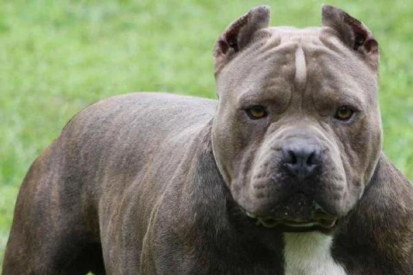 Silivri'de pitbull dehşeti