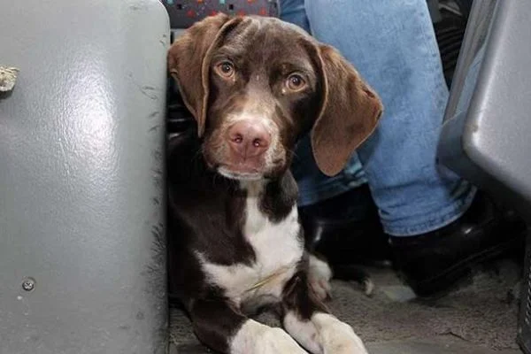 Soğuktan üşüyen köpek dolmuş şoförünün yanına oturarak son durağa kadar gitti