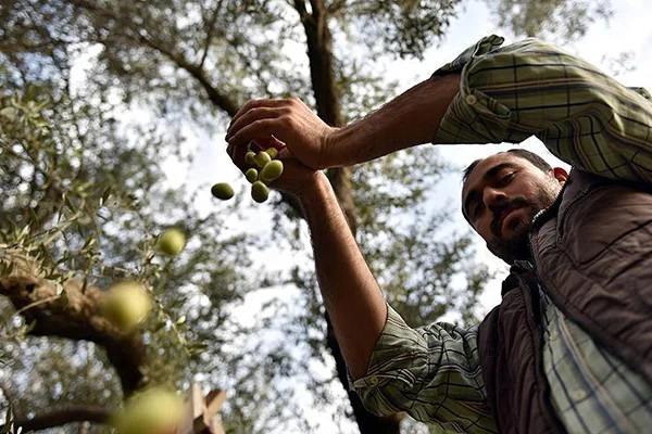 Tarsuslu zeytin üreticilerinin 'sarıulak' sevinci