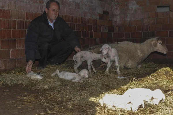 Tek batında 6 kuzu doğurdu