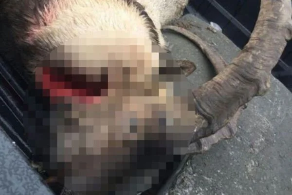 Tunceli'de vurulup, saklanan dağ keçisi bulundu