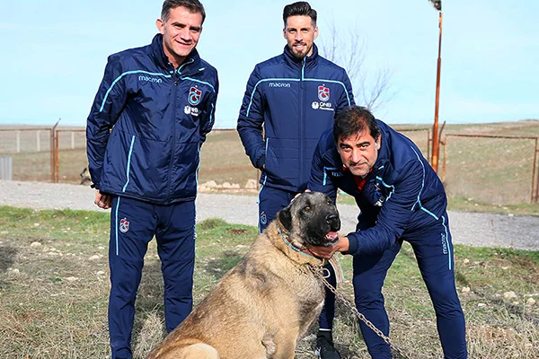 Ünal Karaman ile Sosa'dan kangal köpeği çiftliğine ziyaret