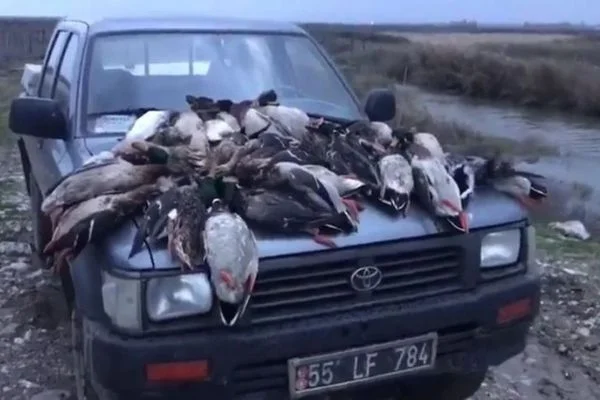 37 yaban ördeği öldüren avcılara 22 bin 595 lira ceza