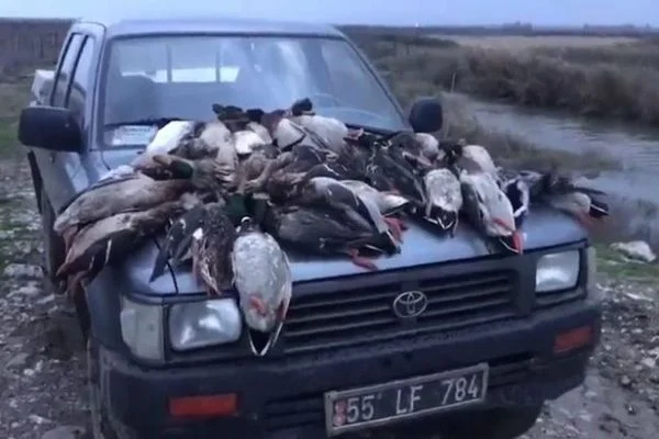 37 yaban ördeği öldüren avcılara 22 bin 595 lira ceza