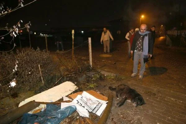 4 köpek, ayakları bağlı ölü bulundu