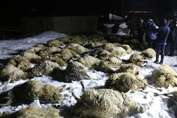 Ağıl çöktü, onlarca koyun telef oldu