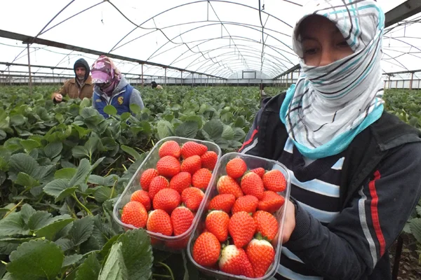 Bir dönümde denenen 'topraksız çilek' 500 dönüme ulaştı