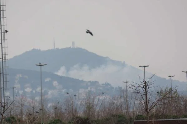 Büyükada'da yangın