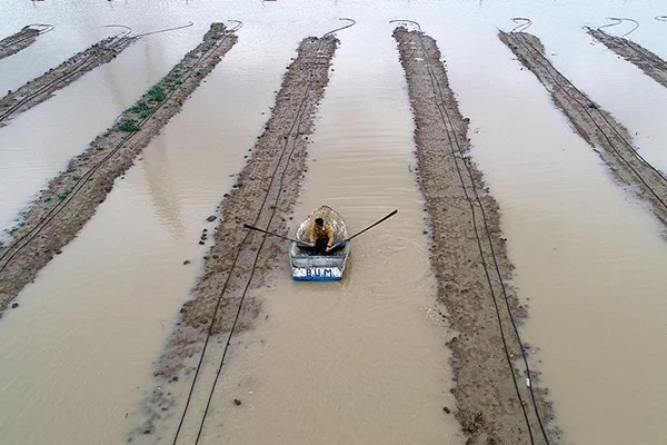 Ceyhan Nehri taştı ev ve tarlalar sular altında kaldı