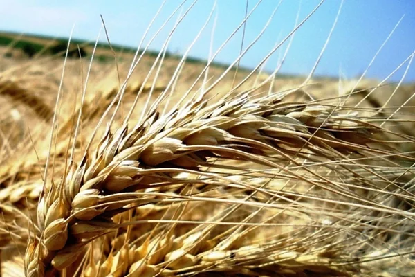 Çiftçiye makarnalık buğday alım garantisi