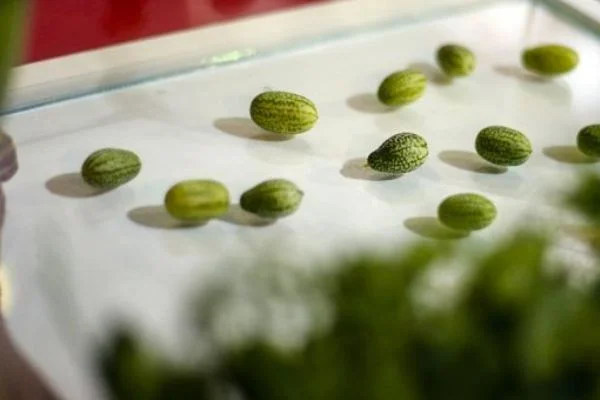 Gören zeytin sanıyor! Paketi 10 liradan satılıyor...