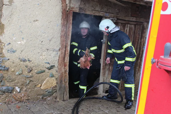 İtfaiye 36 tavuğu telef olmaktan kurtardı