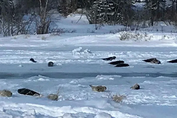 Kanada'da körfeze giden sular dondu, foklar mahsur kaldı