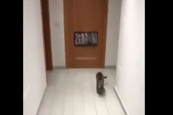 Kediden muhteşem kurtarışlar