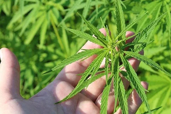 Kenevir üretiminde yeni dönem: 1 dekarda 650-700 lira kar bırakıyor