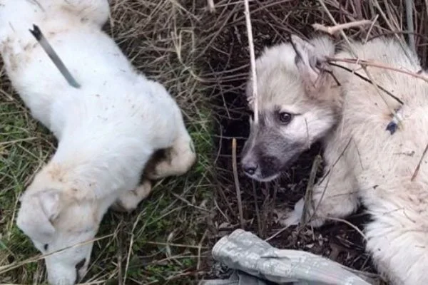 Köpekler sırtlarında iğne ile ölüme bırakıldı