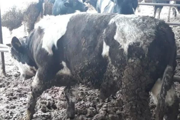 Korkunç olay! Boyunları kesilmiş halde bulundu...