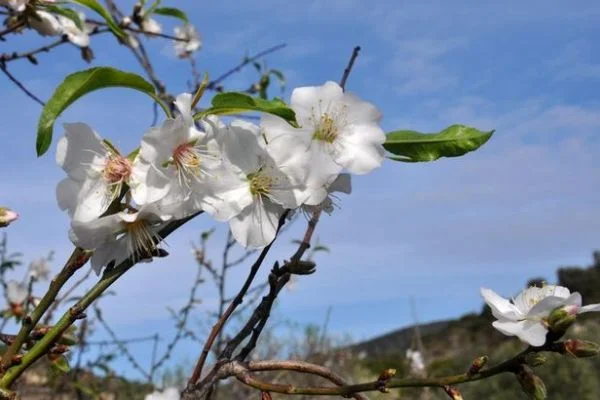 Muğla yeni yıla badem çiçekleriyle girdi