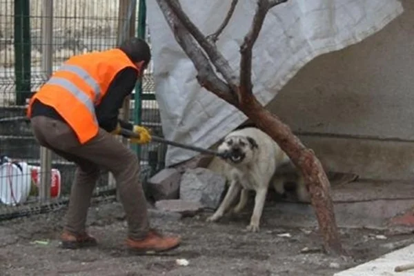 Öğrenciyi öldüren 25 köpeğin sahibine gözaltı