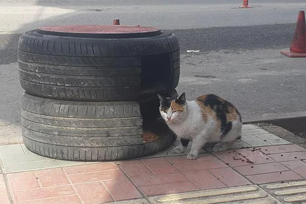 Otomobil lastiklerinden kedilere yuva yaptı