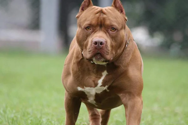 Sakarya'da pitbull dehşeti