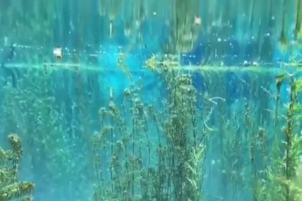 Su altındaki ağaç ve bitkiler, 4 kat daha fazla oksijen üretiyor