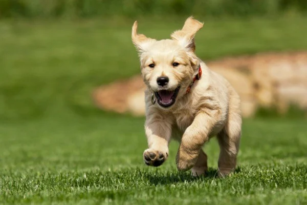 Tahran'da köpek gezdirmek yasaklandı