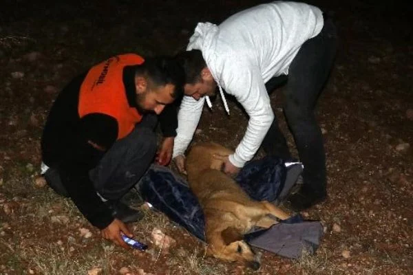 Uçuruma düşen köpek kurtarıldı! Yavruları telef oldu...