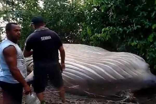 10 metre boyundaki kambur balina karaya vurdu
