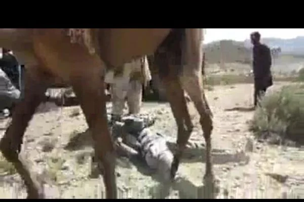 Afganistan'da develer bile ABD askerini istemiyor