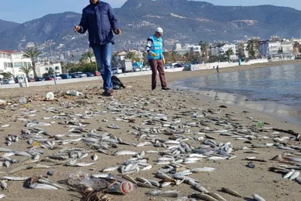 Alanya'da binlerce balık karaya vurdu