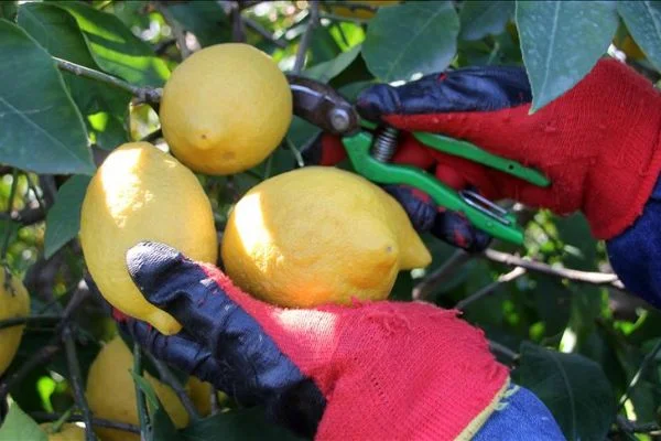Aşırı yağış limon hasadını geciktirdi