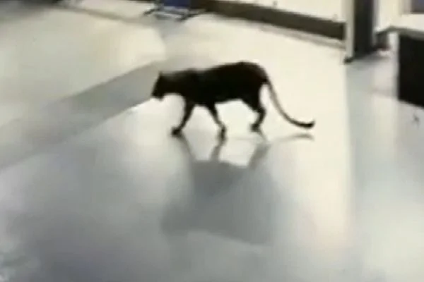 AVM'ye giren leopar paniğe yol açtı