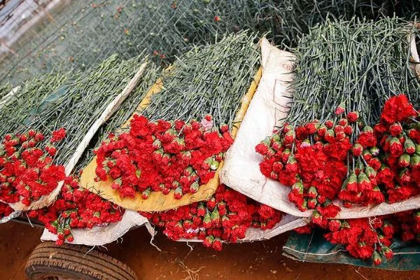 Çiçekçilerin hedefi 2019'da 85 ülkeye ihracat
