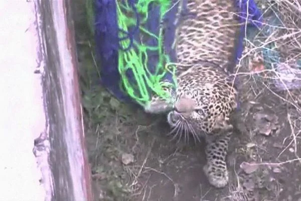 Hindistan'da şehre inen leopar 4 kişiyi yaraladı