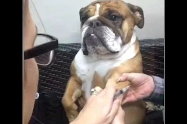 İğne yapılırken rahatlığını bozmayan köpek