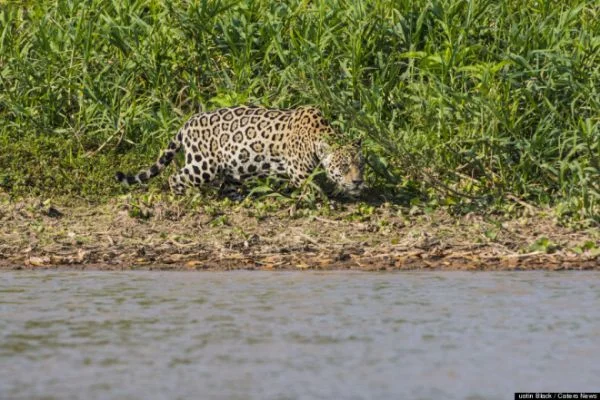 Jaguar, timsahı suda avladı