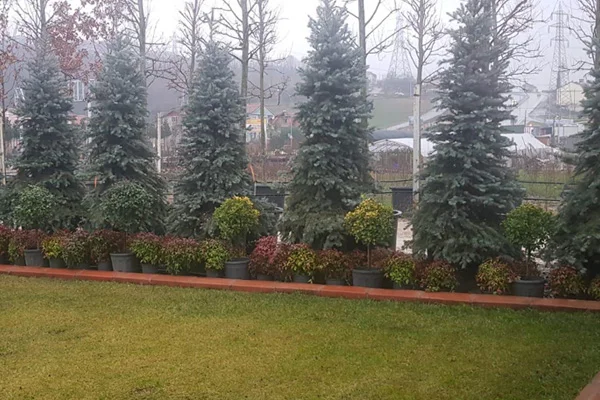 Millet Bahçelerinin ağaçları Sakarya'da yetişiyor